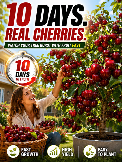 [Bears Fruit in 10 Days] Cherry Tree Sapling