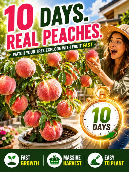 🍑[Matures in 10 Days] Honey Peach Sapling