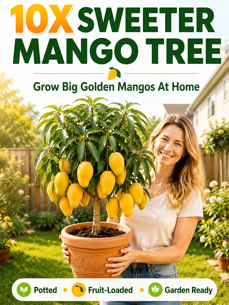 [10x Super Sweet] Mango Sapling