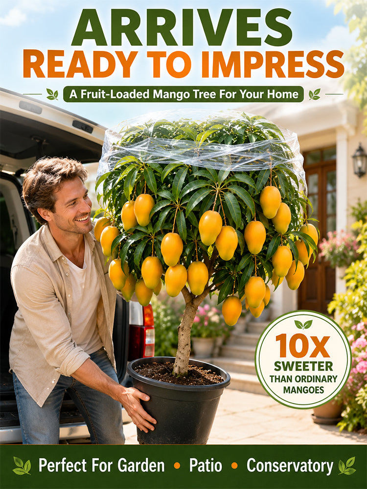 [10x Super Sweet] Mango Sapling