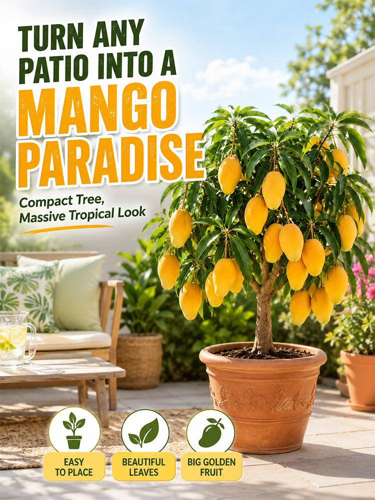 [10x Super Sweet] Mango Sapling