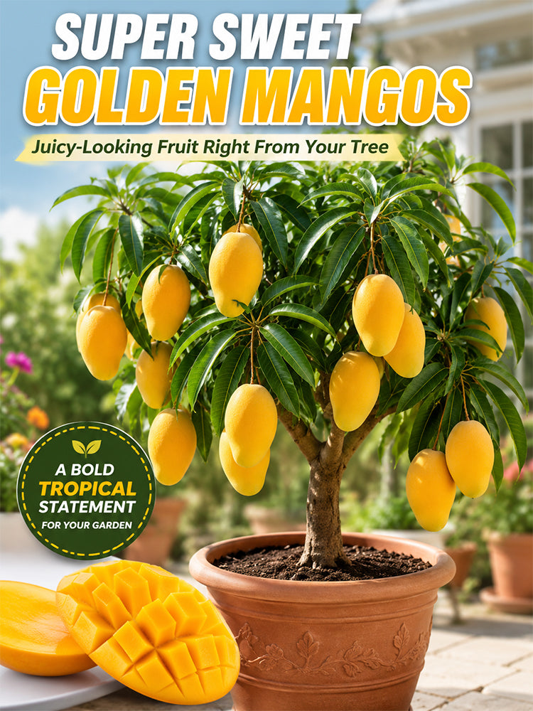 [10x Super Sweet] Mango Sapling