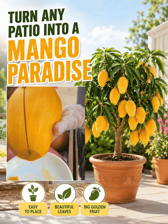 [10x Super Sweet] Mango Sapling